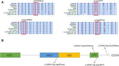 Case Report: Be Aware of “New” Features of Niemann–Pick Disease: Insights From Two Pediatric Cases